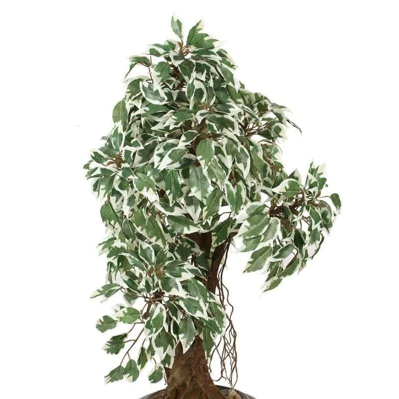 Faux Twisted Ficus Bonsai (2.03 ft) - Green & White media 3
