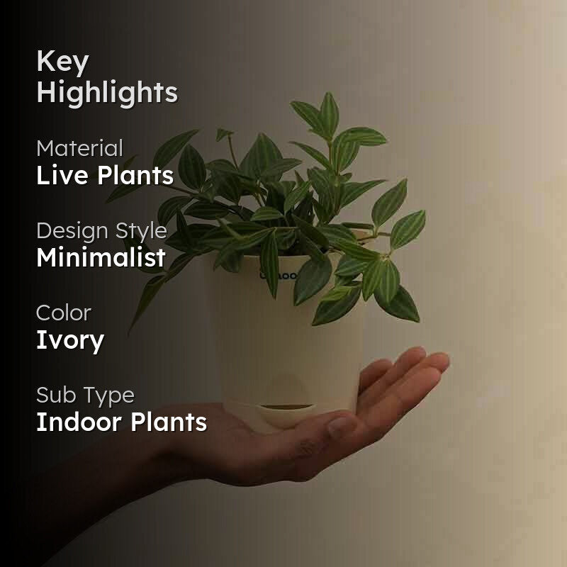 Ugaoo Peperomia Angulata Plant media 2