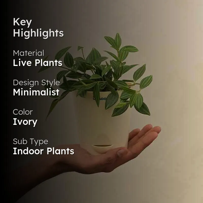 Ugaoo Peperomia Angulata Plant media 2