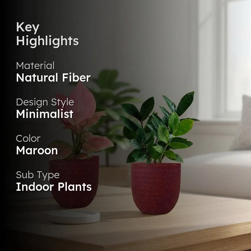 Greenkin ZZ & Aglaonema Pink Live Plants (Red) - Set Of Two media 2