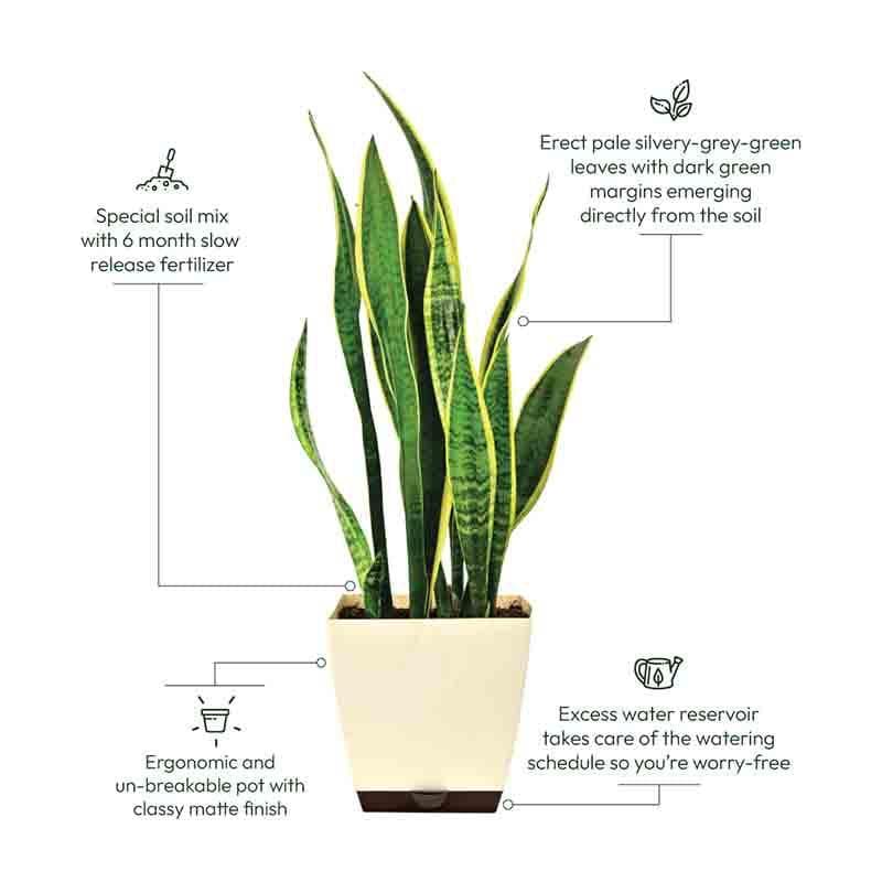 Ugaoo Sansevieria Laurentii Plant - XL media 5