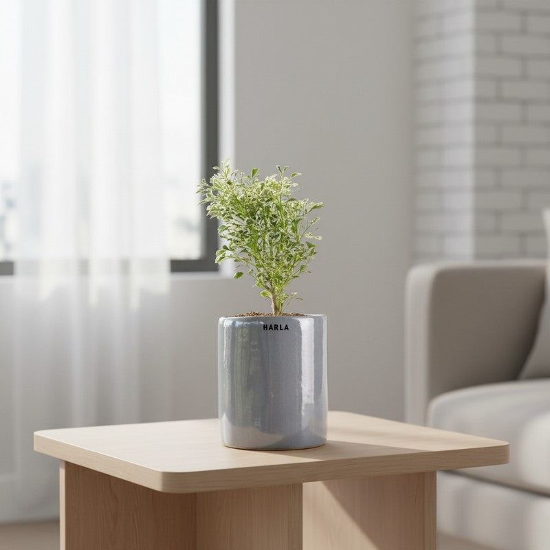 Ugaoo Lilac Stories Ceramic Pot (10 CM) - Grey media 2
