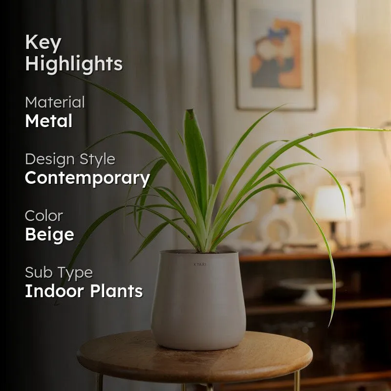 Kyari Spider Plant With Metal Self Watering Pot - Beige media 2