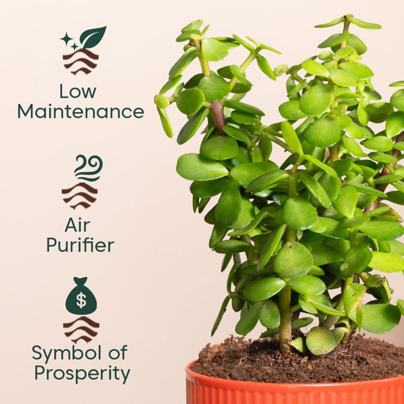 Kyari Jade Plant with Self Watering Pot - Red media 4