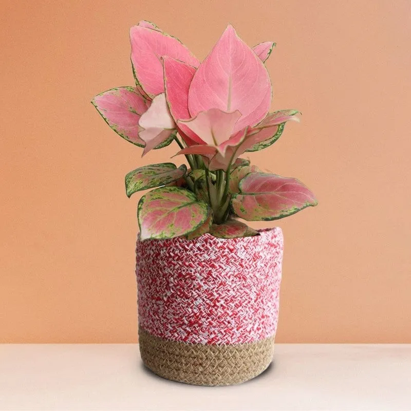 Greenkin Aglaonema Pink Live Plant with Jute Planter - Pink media 4