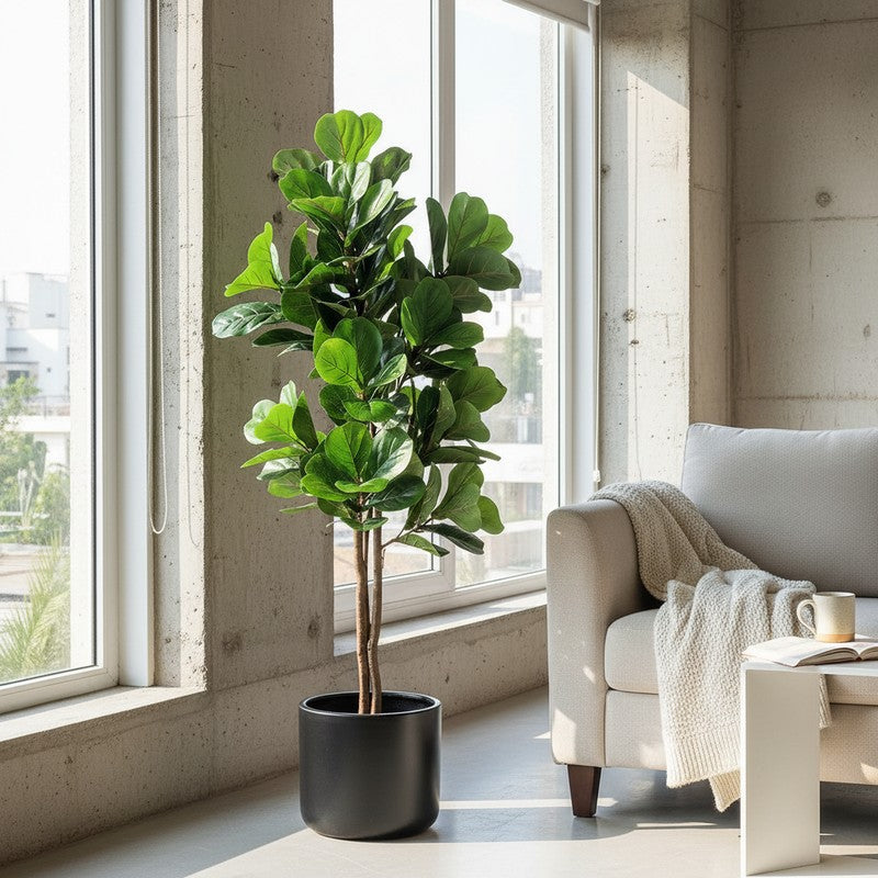 Verdelle Fiddle Fig Plant With Black Plastic Pot - 4.9 ft media 3