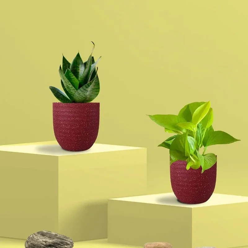 Greenkin Money Plant Golden & Snake Live Plants (Red) - Set Of Two media 3