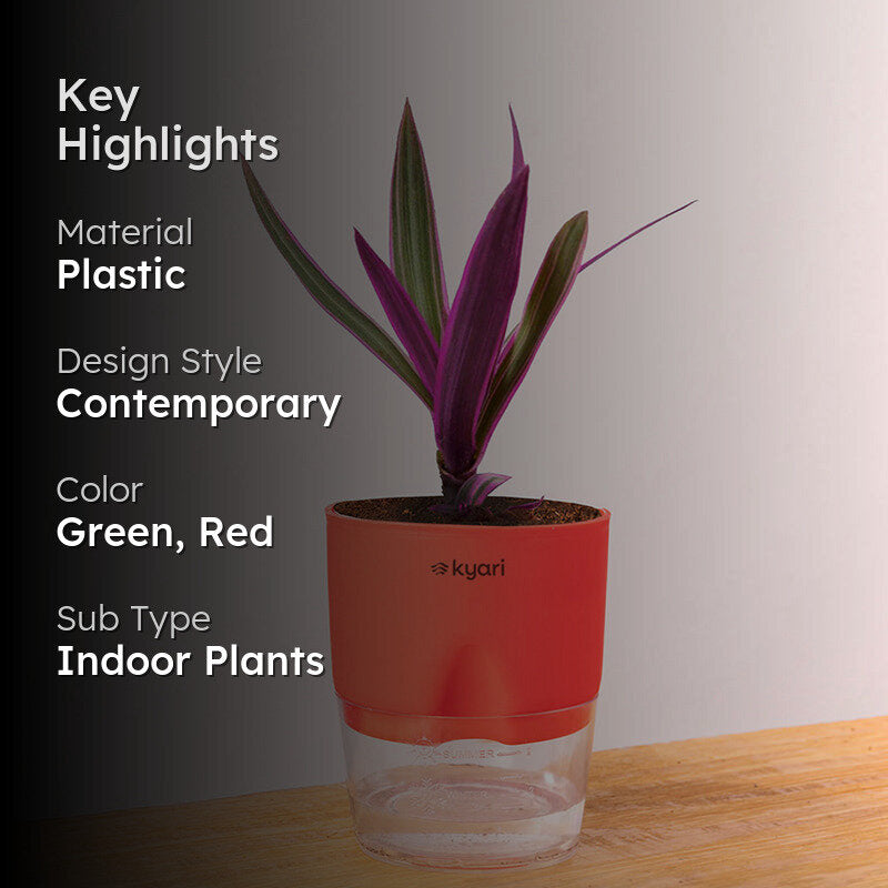 Kyari Rhoeo Tricolor Plant With Self Watering Pot (Red) - 18 cm media 2