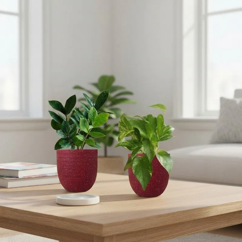 Greenkin ZZ & Gold King Live Plants (Red) - Set Of Two media 1