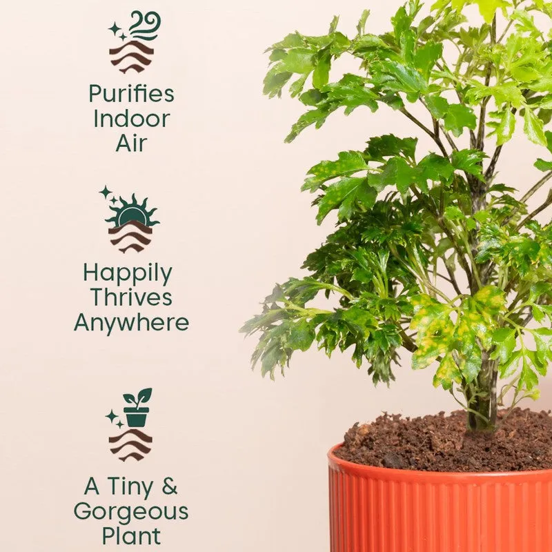 Kyari Aralia Green with Self Watering Pot - Red media 4