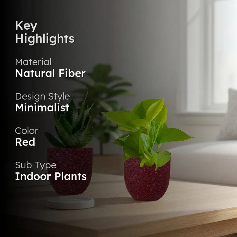 Greenkin Money Plant Golden & Snake Live Plants (Red) - Set Of Two media 2