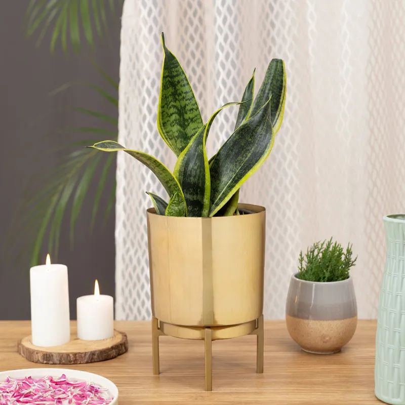 Root Rise Ember Golden Planter With Stand media 4