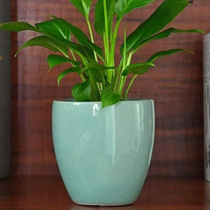 Ugaoo Natures Hum Ceramic Pot - Aqua media 4
