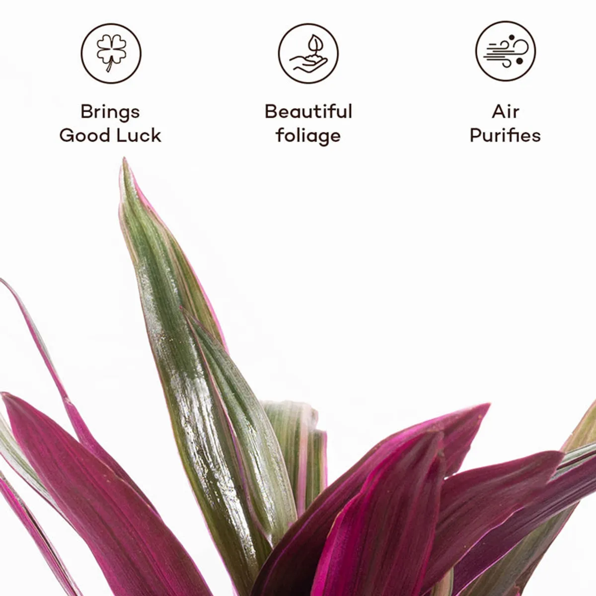 Oyster plant with colourful foliage shown against a white background