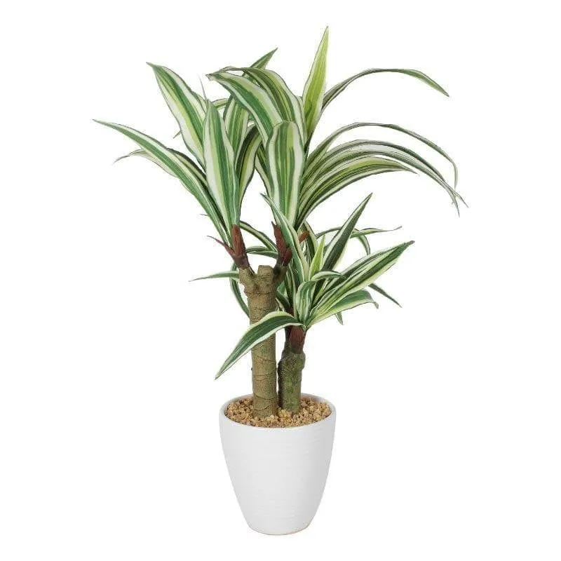Faux Dracaena Bonsai In White Pot (55 cms) - Short media 5
