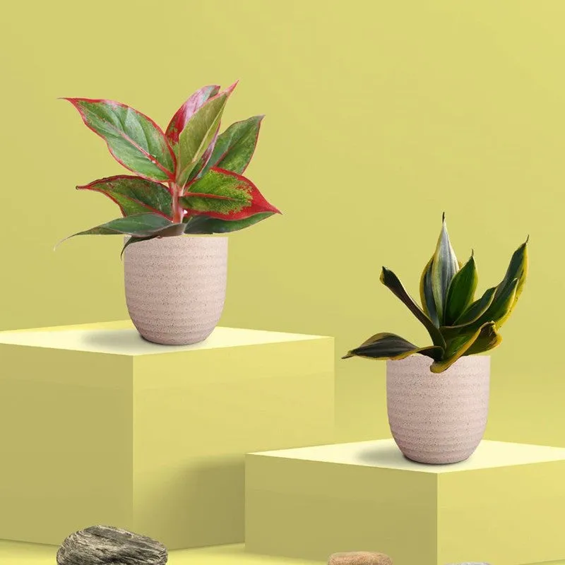 Greenkin Aglaonema Lipstick & Golden Snake Live Plants (Ivory) - Set Of Two media 3