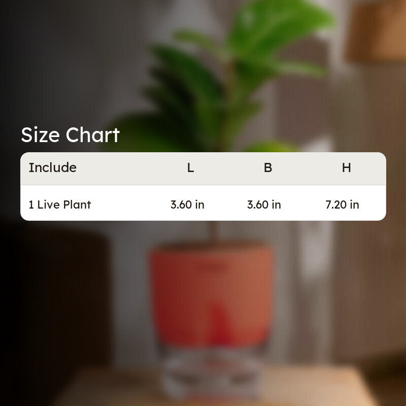 Kyari Ficus lyrata With Self Watering Pot - Red media 7
