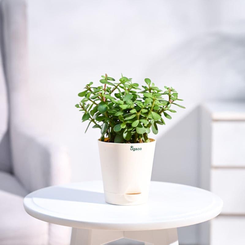 Ugaoo Mini Indoor Plants - Set Of Four media 5