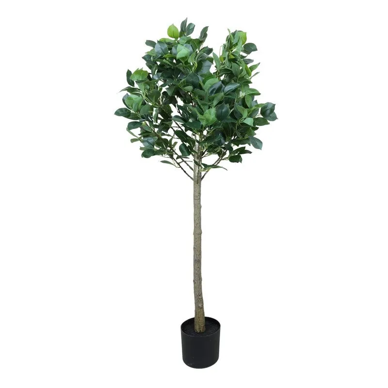Modern Lush Southern Magnolia Plant without Pot - 4.2 Feet media 5