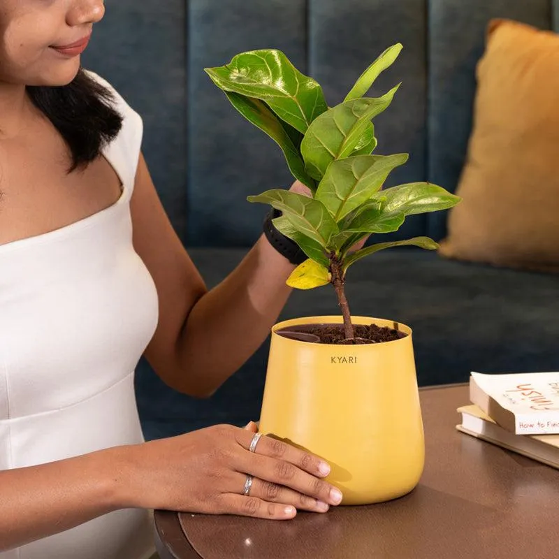 Kyari Fiddle Fig Plant With Metal Self Watering Pot - Yellow media 4
