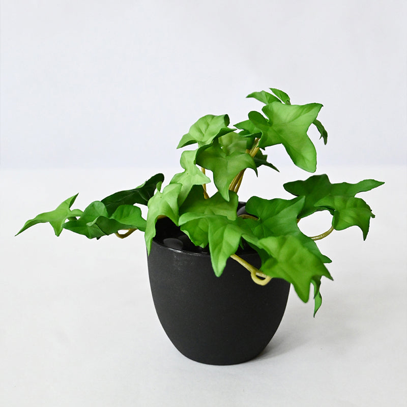 Ivella Artificial Mini Ivy Plant With Basic Black Plastic Pot - 14 cm media 4