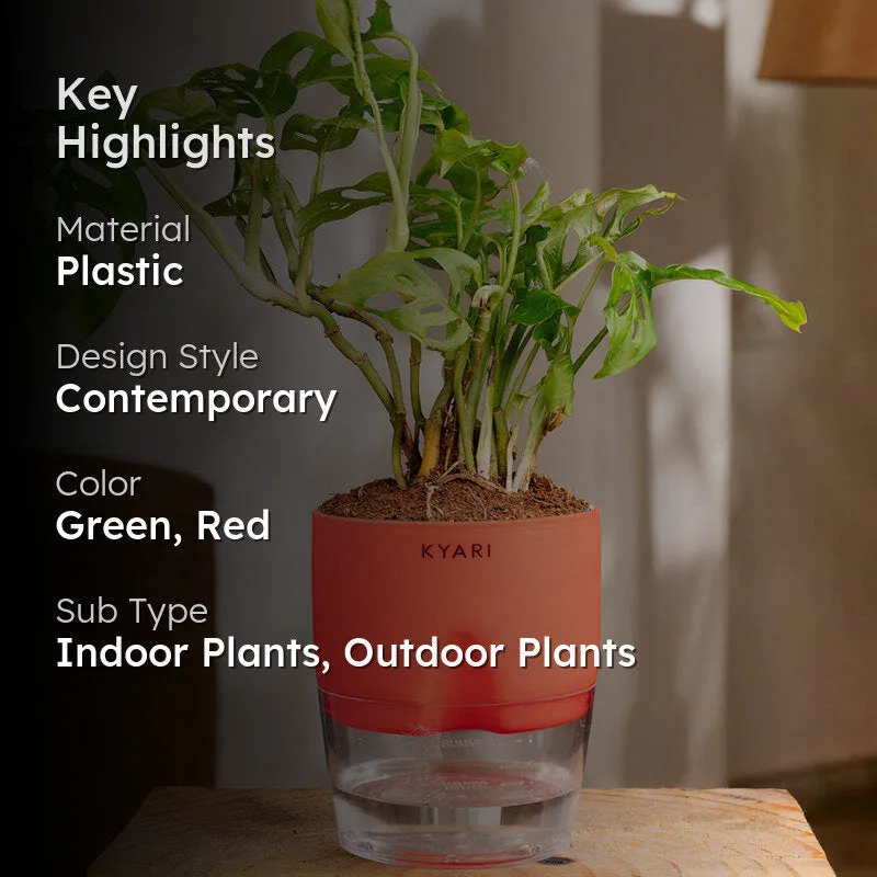 Kyari Philodendron/Broken Heart Plant With Self Watering Pot (Red) - 18 cm media 2