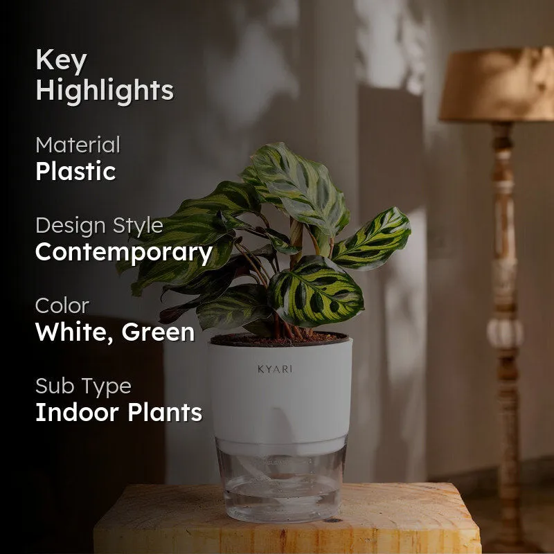 Kyari Peacock Plant With Self Watering Pot - White - 2