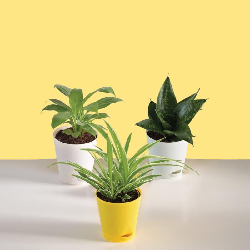 Live Plants