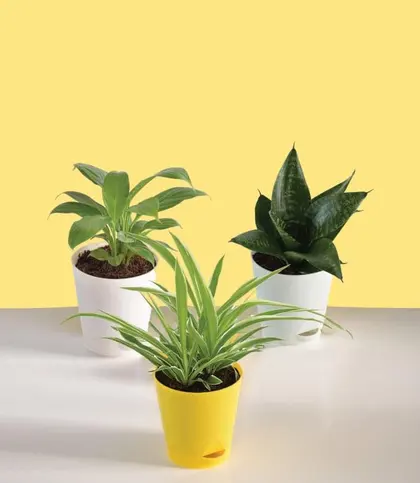 Live Plants