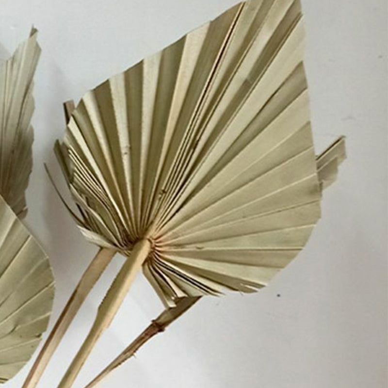 Trovio Naturally Dried Palm Leaf (Beige) - Set Of Five media 4