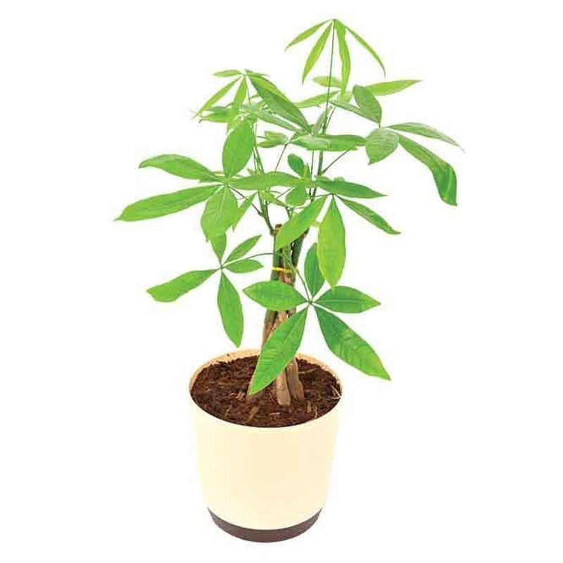 Live Plants