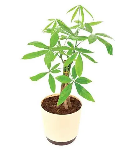 Live Plants