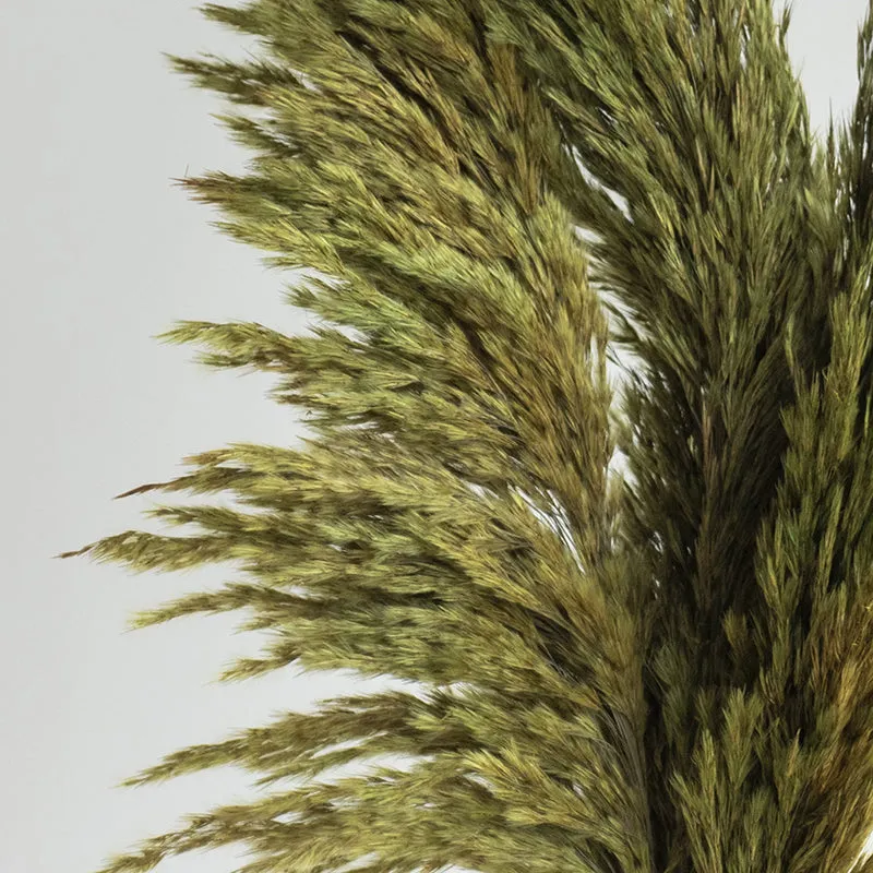 Ferilla Dried Pampas - Set Of Ten media 5