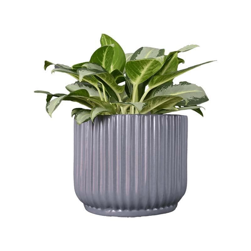 Ugaoo Phoenix Grey Ceramic Pot media 3