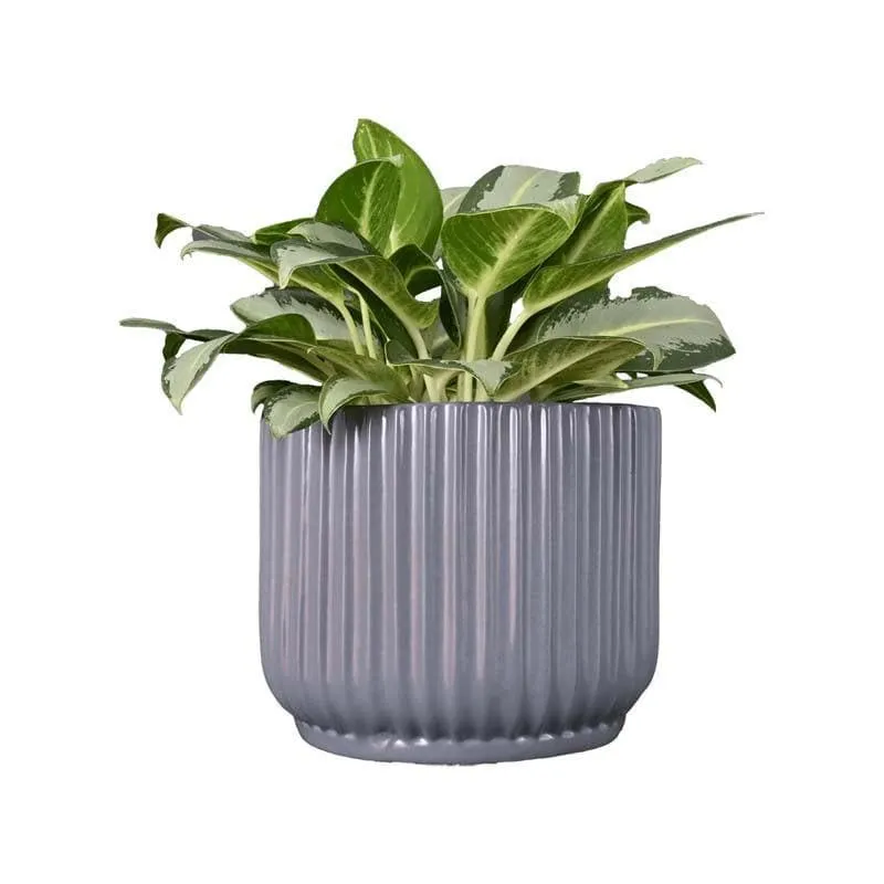 Ugaoo Phoenix Grey Ceramic Pot media 3