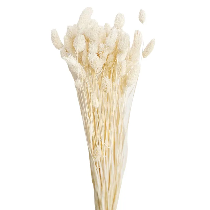 Dried Phalaris Flower Stick (White) - Set of Thirty media 4