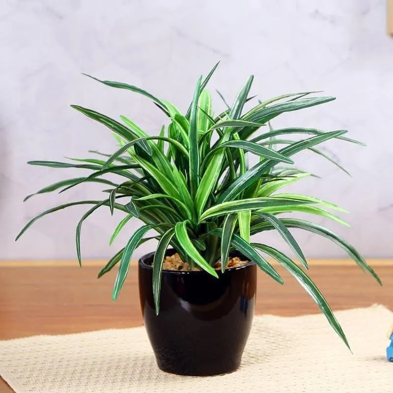 Faux Big Dracaena Bonsai (27 cms) - Green media 2