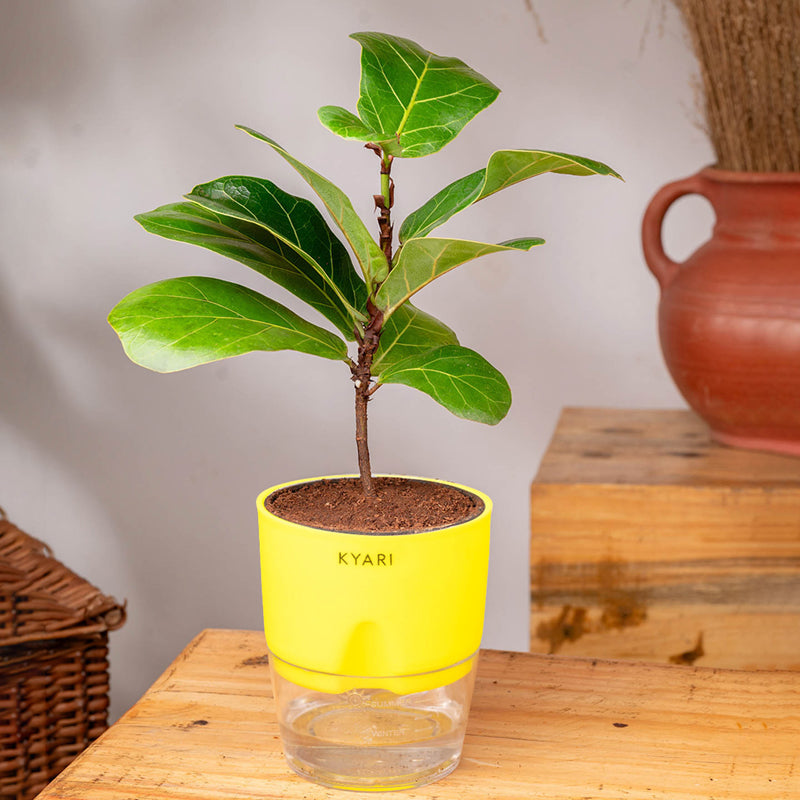 Kyari Fiddle Fig Plant With Self Watering Pot (Yellow) - 18 cm media 3
