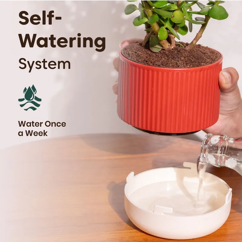 Kyari Aralia Green with Self Watering Pot - Red media 3