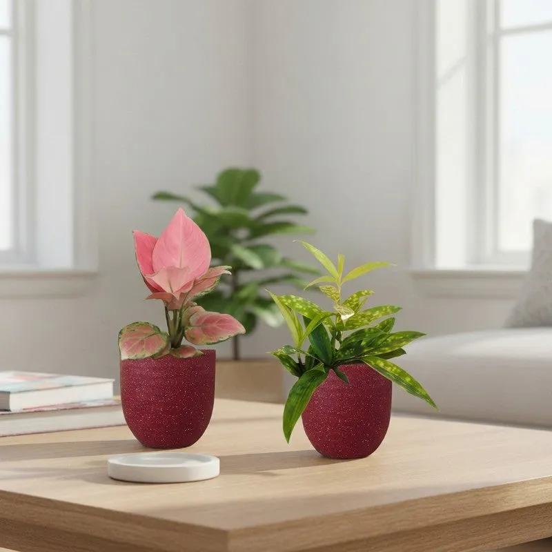 Greenkin Aglaonema & Bamboo Live Plants (Red) - Set Of Two media 1
