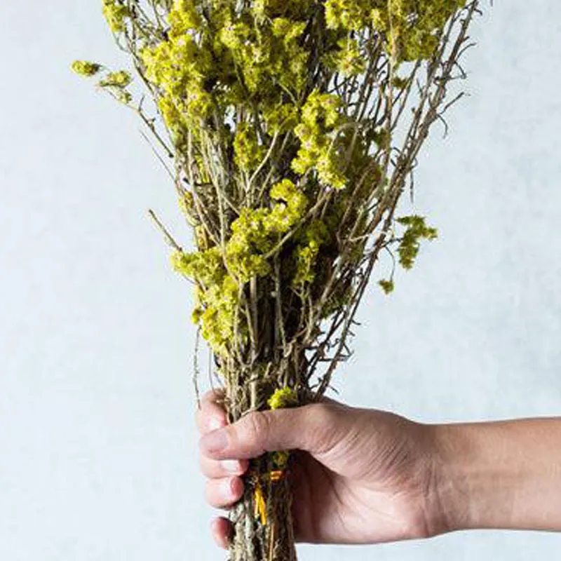 Gypso Glam Dried Flower Bunch - Yellow media 5
