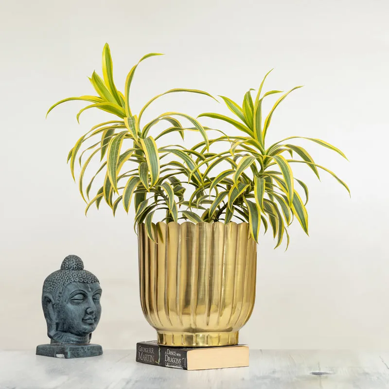 Cosie Coral Planter (Gold) media 2