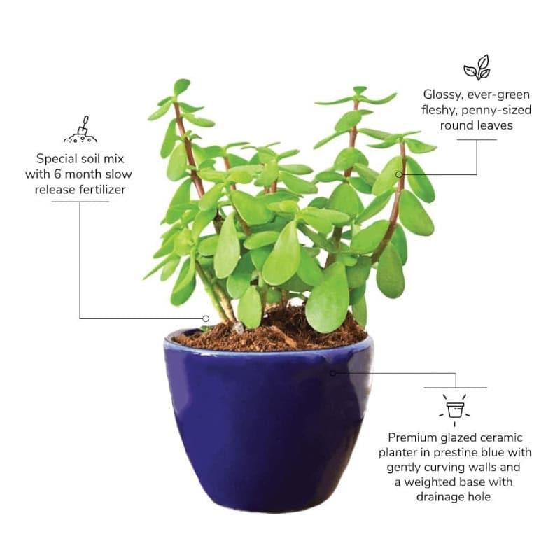 Ugaoo Good Luck Jade Plant With Apple Blue Ceramic Pot media 3