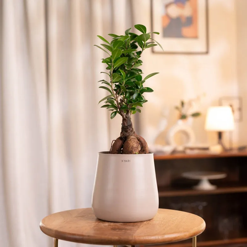 Kyari Ficus Microcarpa Bonsai With Self Watering Metal Pot - Beige media 1