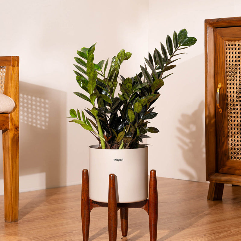 Kyari Black ZZ Plant With Metal Self Watering Pot (Beige) - 2 Feet