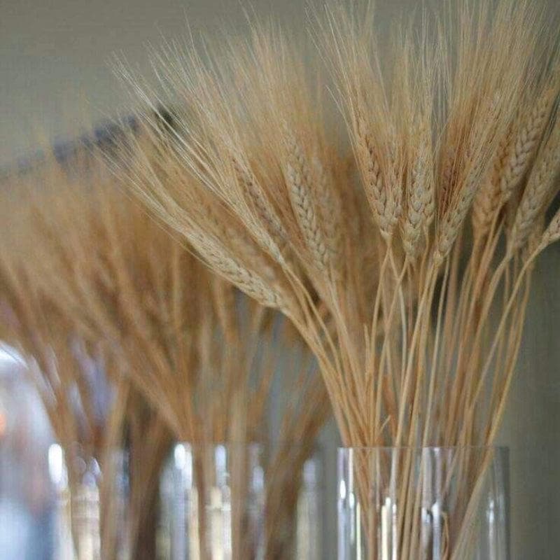 Dried Flowers & Leaves