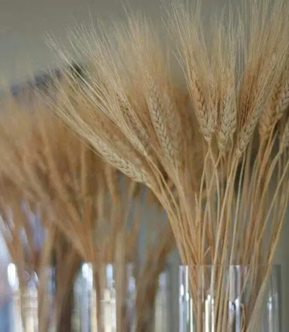Dried Flowers & Leaves