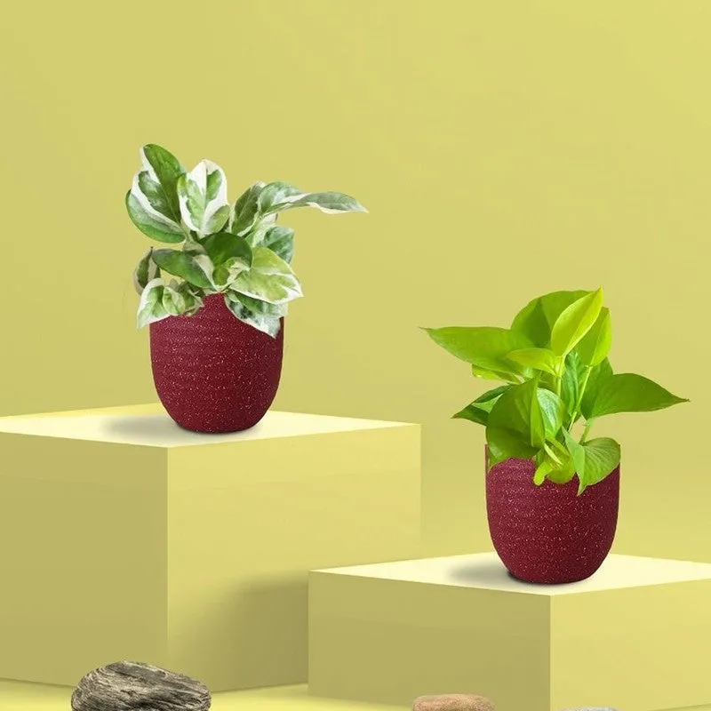 Greenkin Money Plant & Golden Pothos Live Plants (Red) - Set Of Two media 3