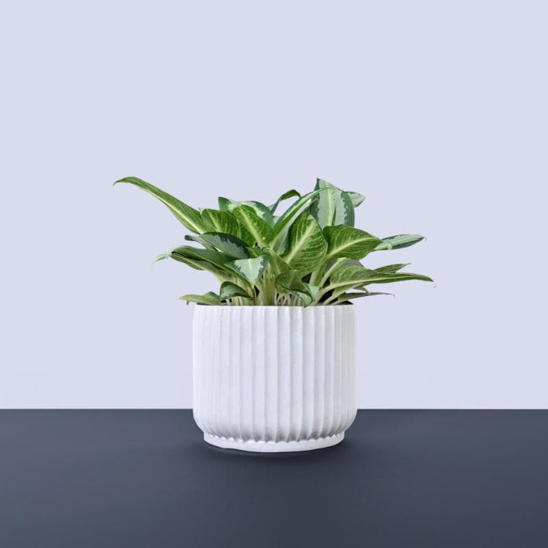 Ugaoo Phoenix Ceramic Pot (21 CM) - White media 3