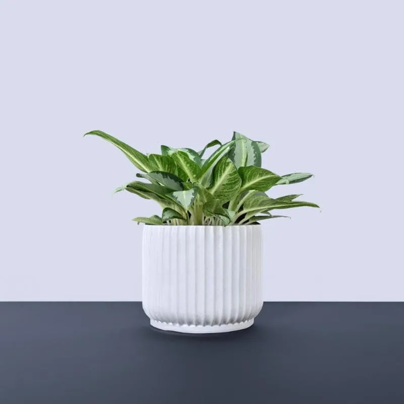 Ugaoo Phoenix Ceramic Pot (21 CM) - White media 3